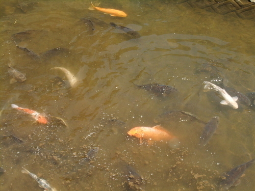 神社前の川の鯉の群れ