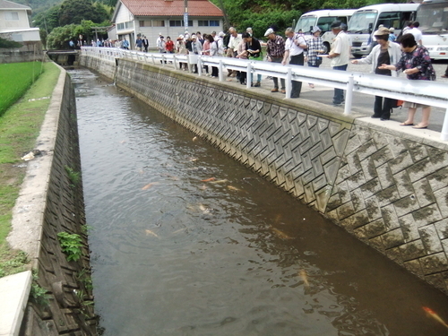 A flock of carp in the river in front of the shrine