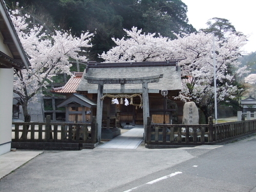 Hinomisaki Shrine surrounded by cherry blossoms in April